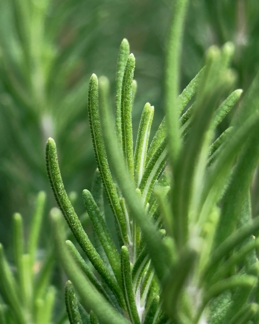 rosemary sprigs