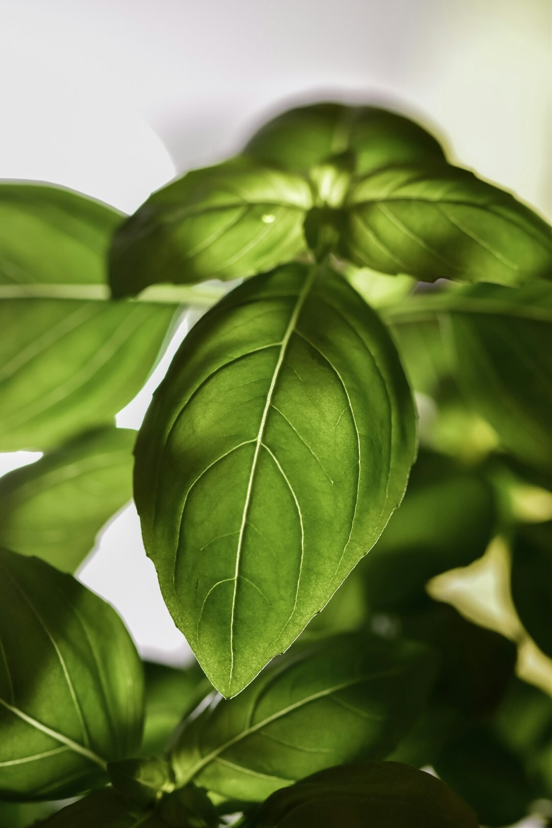 fresh basil plant
